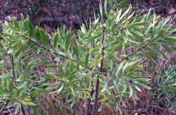 IMG_8017__RS.jpg