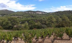 3circuit_des_vignes.jpg