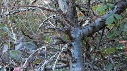 2017-11-28_12.19.40_IMG_2791_RS.jpg, déc. 2017 2017-11-28_12.19.40_IMG_2791_RS.jpg